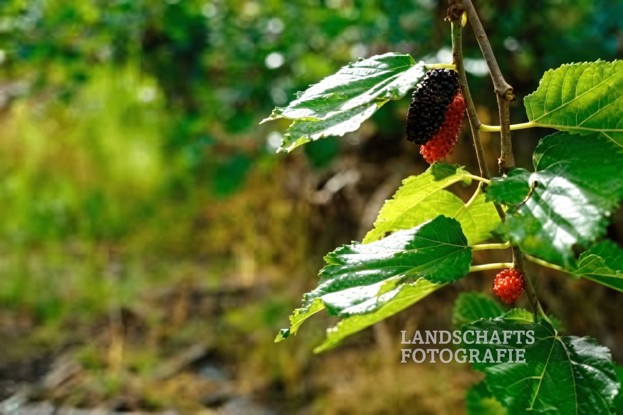 Eine einfache Morgengewohnheit mit Maulbeerblättertee, der viele Menschen in Asien seit Generationen folgen