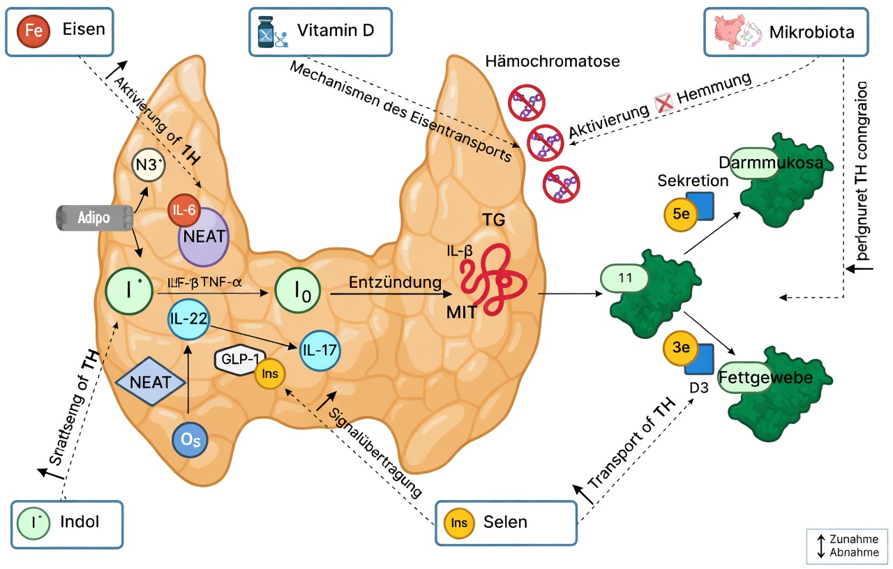 Die Rolle von zwei wichtigen Mineralstoffen bei der Unterstützung der Schilddrüsengesundheit erkunden