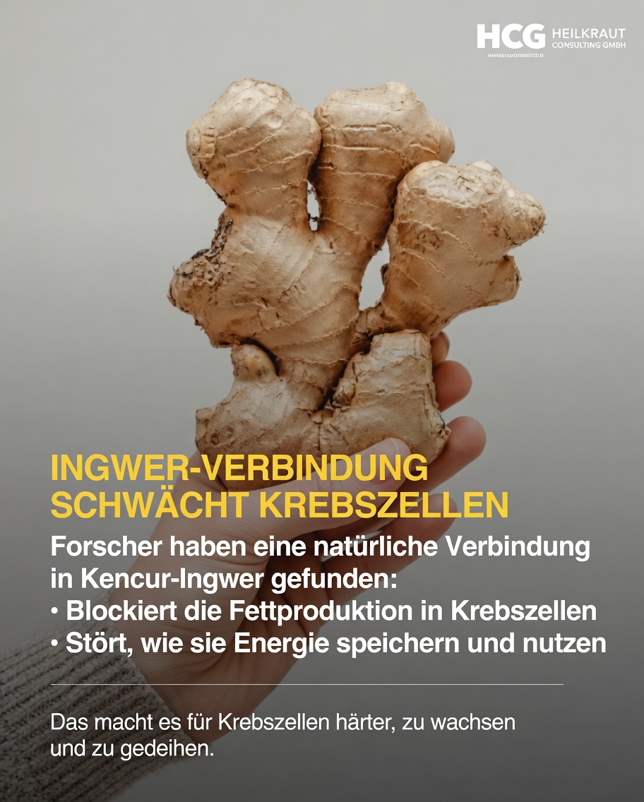 Was zeigt die neueste Forschung über Ingwers potenzielle Wechselwirkung mit Krebsstammzellen in Laborstudien?