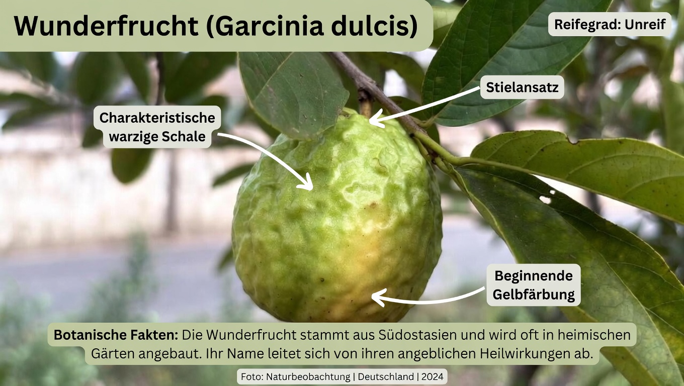 Natürliche Wege zur Unterstützung der Augengesundheit mit Guave erkunden: Ein Leitfaden für Alltagsgewohnheiten