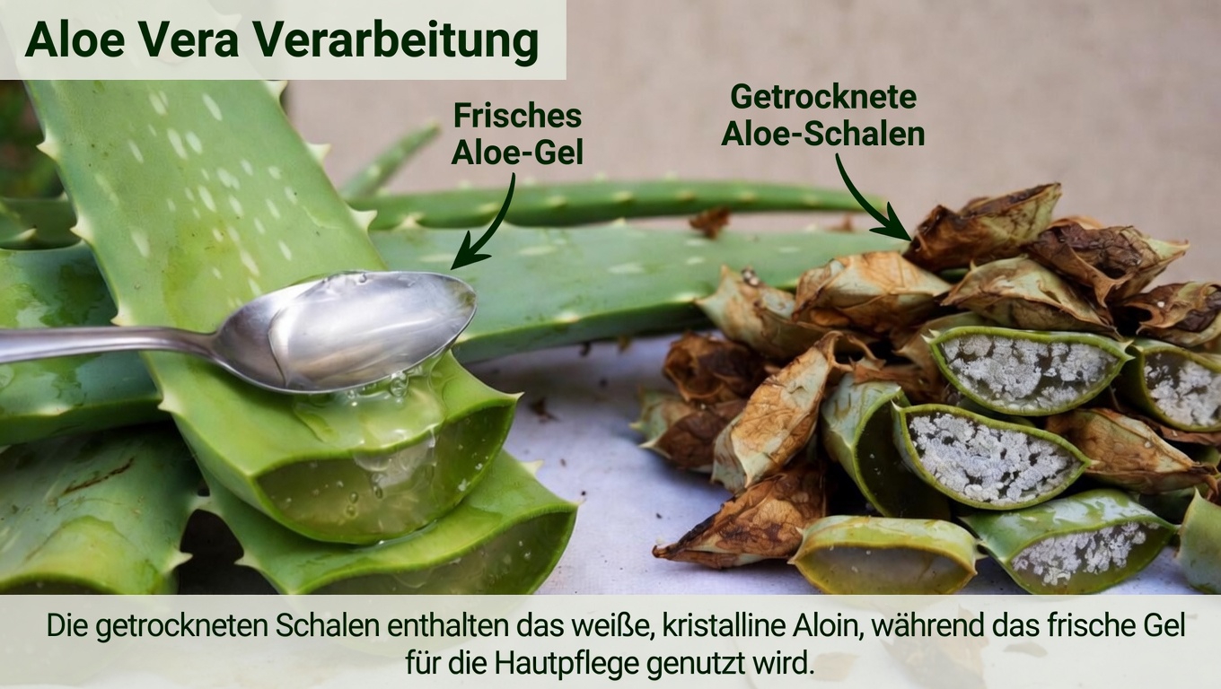 Wie nutzen Menschen Aloe Vera im Alltag für Haut und Wohlbefinden?