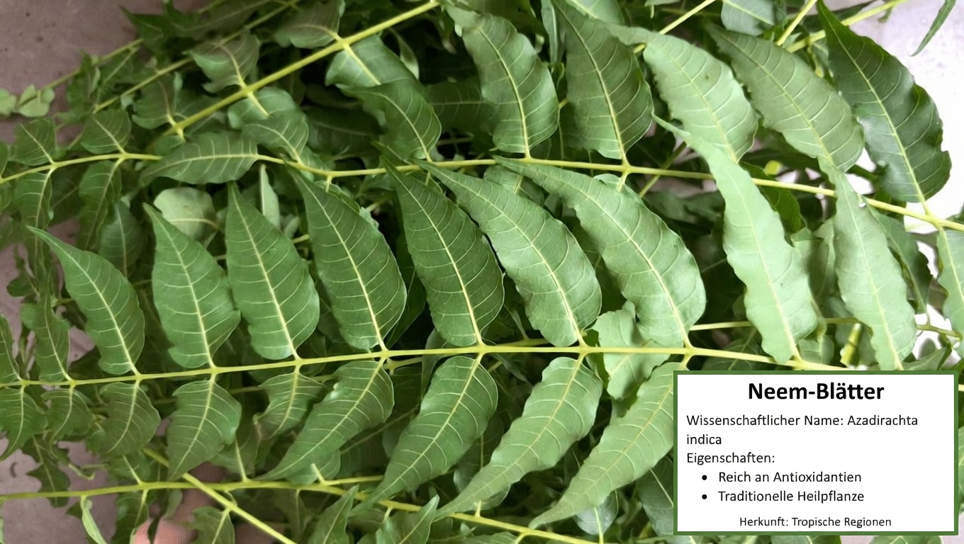 Neemblätter: Traditionelle Anwendungen und potenzielle Unterstützung des Wohlbefindens