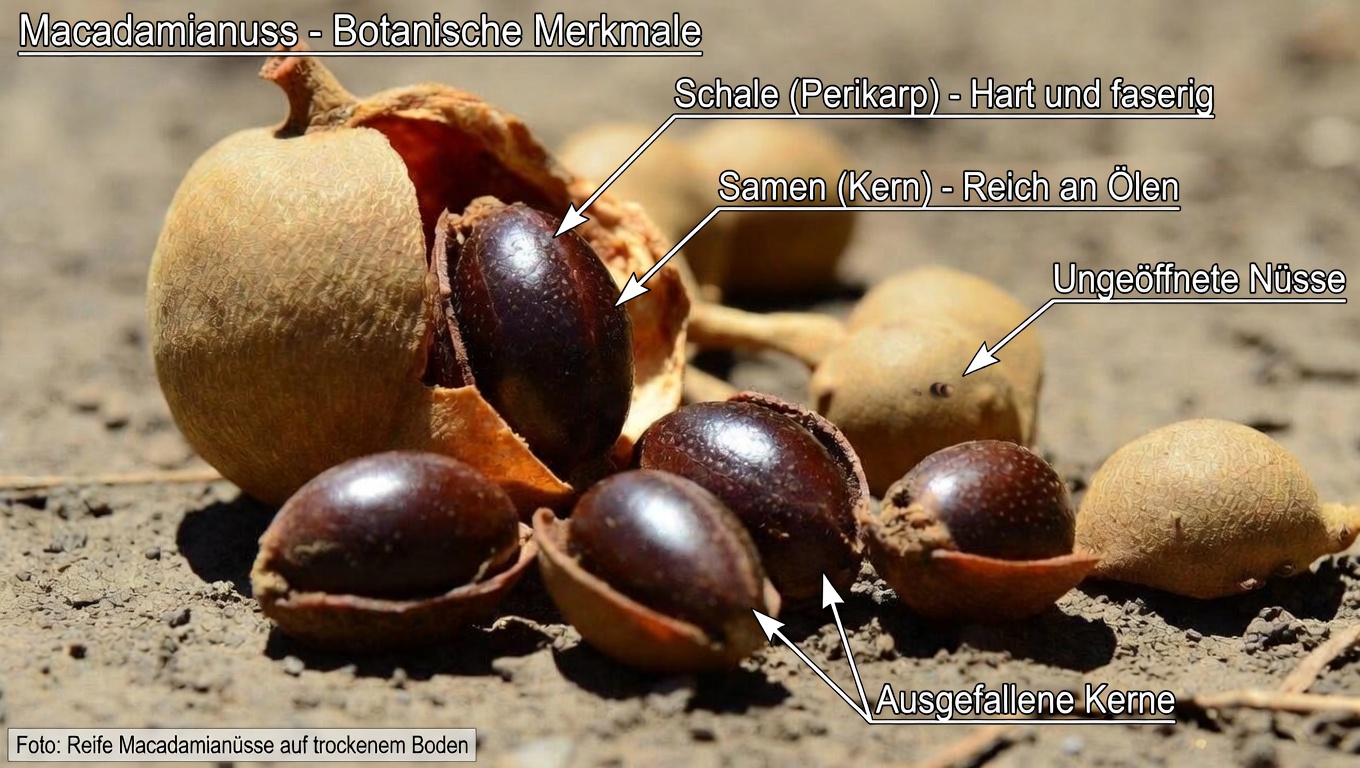 Könnten Tamarindensamen Ihrem Körper helfen, mit Mikroplastik umzugehen? Was frühe Forschung zeigt