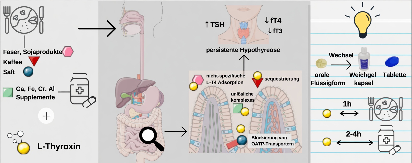 Nehmen Sie Levothyroxin jeden Morgen falsch ein? Gewohnheiten, die viele Patienten übersehen