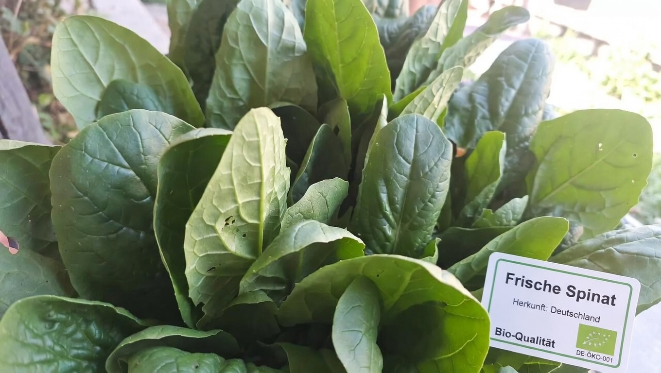 Welche Rolle spielt Vitamin K in Ihrem Körper?