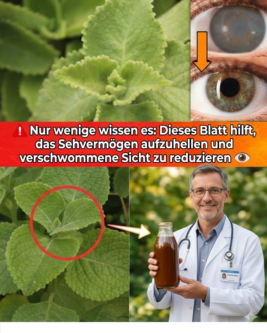 Origan Orejón für die Sehkraft: Natürliche Heilmittel, Vorteile und Anwendungsmöglichkeiten