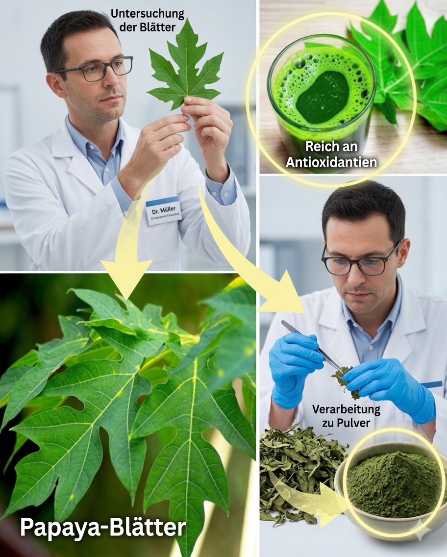 🌿 Feigenblätter: Wozu dienen sie und wie kann man von ihren Vorteilen profitieren?