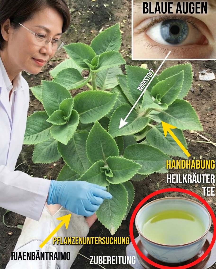 Natürliche Heilmittel auf Basis von kubanischem Oregano zur Verbesserung der Sehkraft