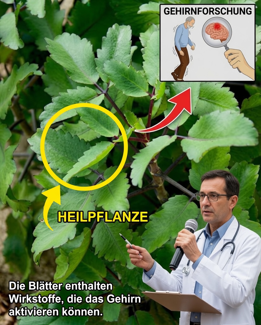 18 überzeugende Gründe, Kalanchoe bei sich zu Hause zu kultivieren (jedes Haus sollte eine haben!)