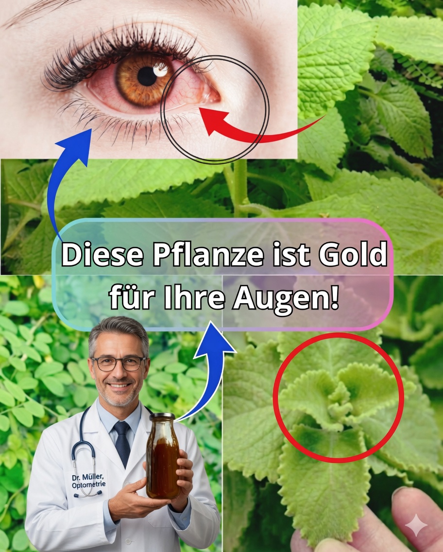 Origan orejón für die Gesundheit der Augen: Vorteile, natürliche Heilmittel und Anwendung 🌿👁️