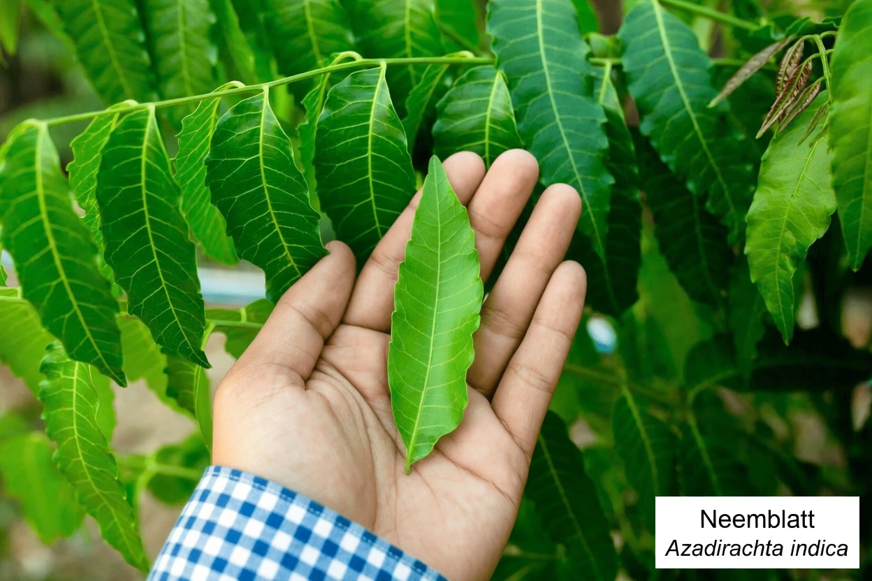Das wenig bekannte asiatische Blatt, das in Kreisen der Naturheilkunde still und leise Aufmerksamkeit erregt