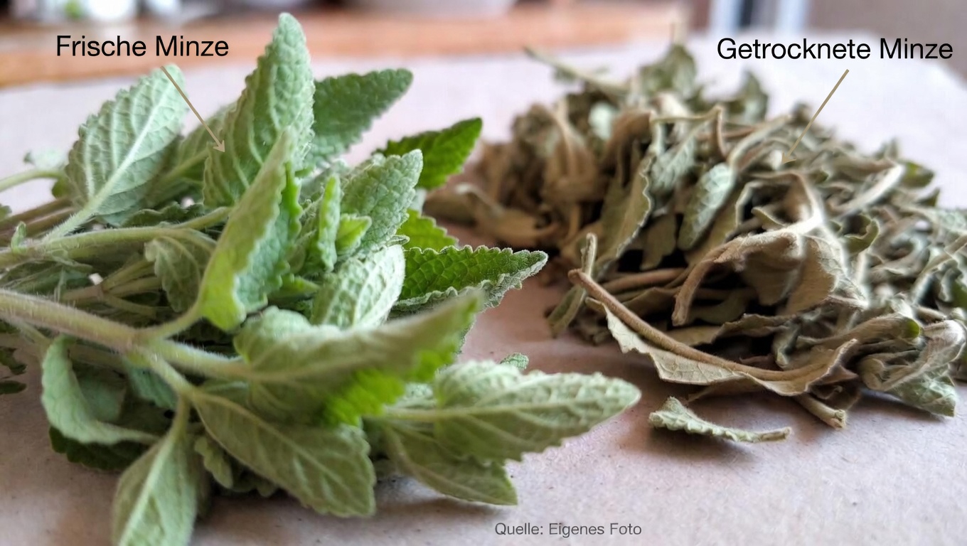 Oregano Orejón entdecken: Ein traditionelles Kraut, das im Alltag die Augengesundheit unterstützen kann