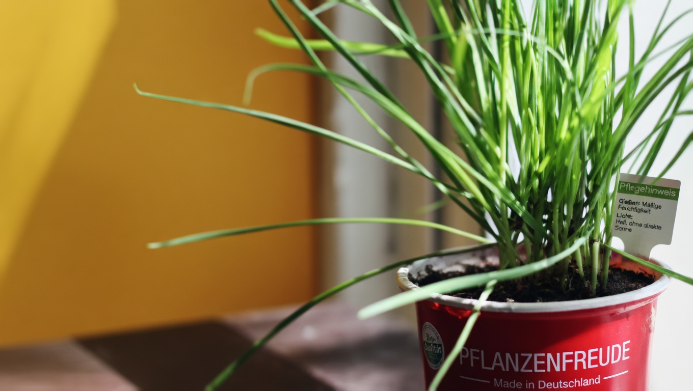 Die verborgene Kraft der Gleditschie: Vorteile und Anwendungen für zu Hause