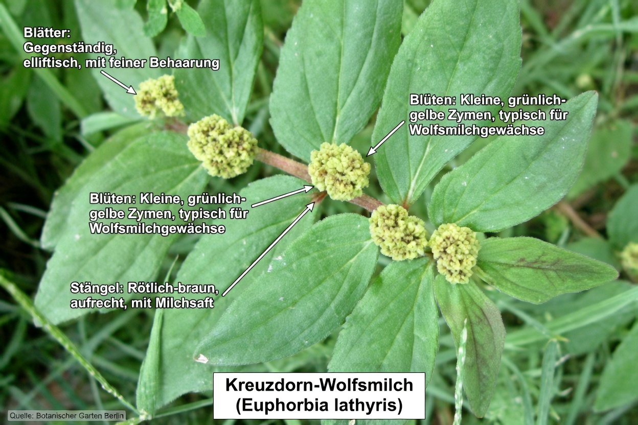 Entfesseln Sie die verborgene Kraft eines gewöhnlichen Gartenkrauts zur natürlichen Unterstützung der Lungengesundheit