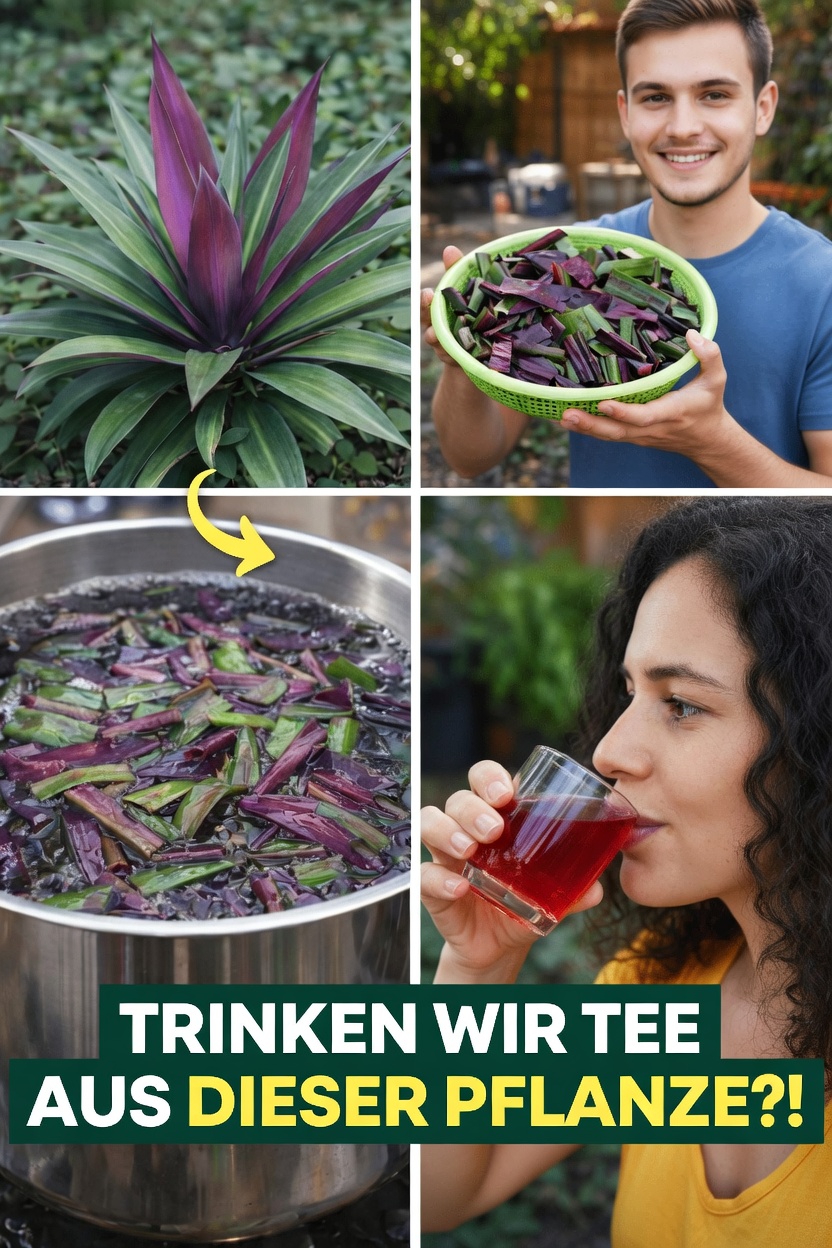 Entdecken Sie, wie Sie die Moses-im-Körbchen-Pflanze in Ihren Alltag integrieren können, um Ihr allgemeines Wohlbefinden und Ihre Vitalität zu unterstützen