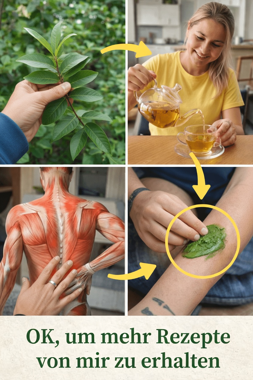 Guavenblätter für gesunde Knochen und Gelenke: Einfache Rezepte und Tipps zum Ausprobieren zu Hause noch heute