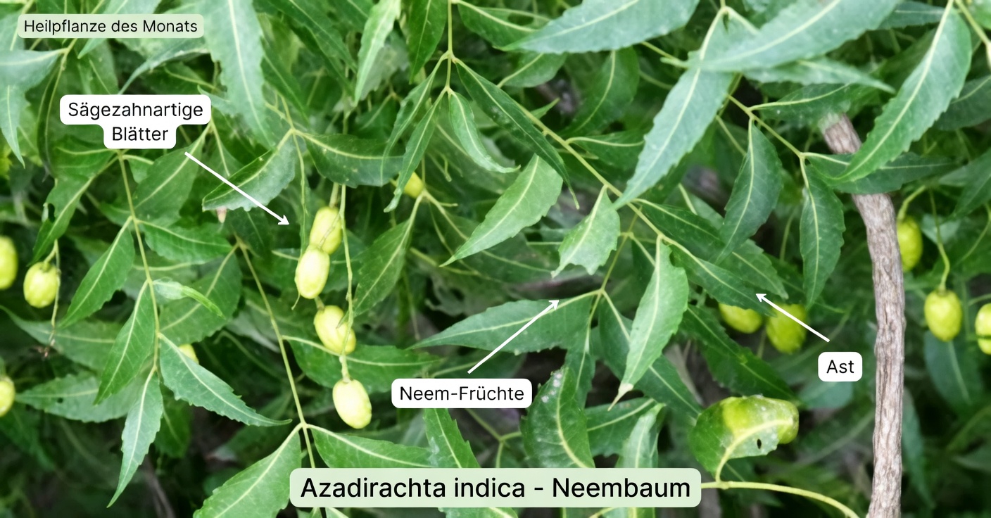 Das eine bittere Blatt, das Pillendosen für Amerikaner über 60 still und leise überflüssig macht