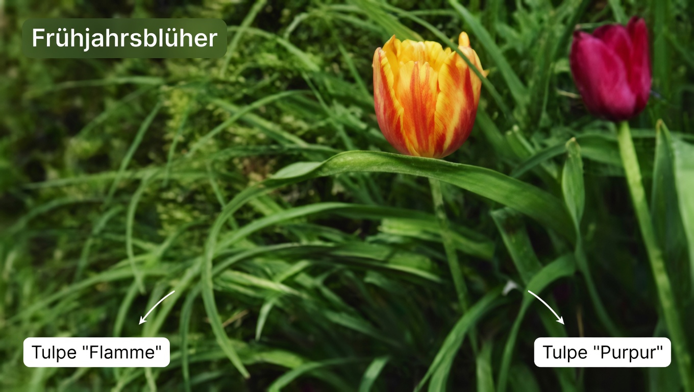 Amerikanischer Amberbaum (Liquidambar styraciflua): Gesundheitsvorteile und einfache Möglichkeiten, ihn zu Hause zu verwenden