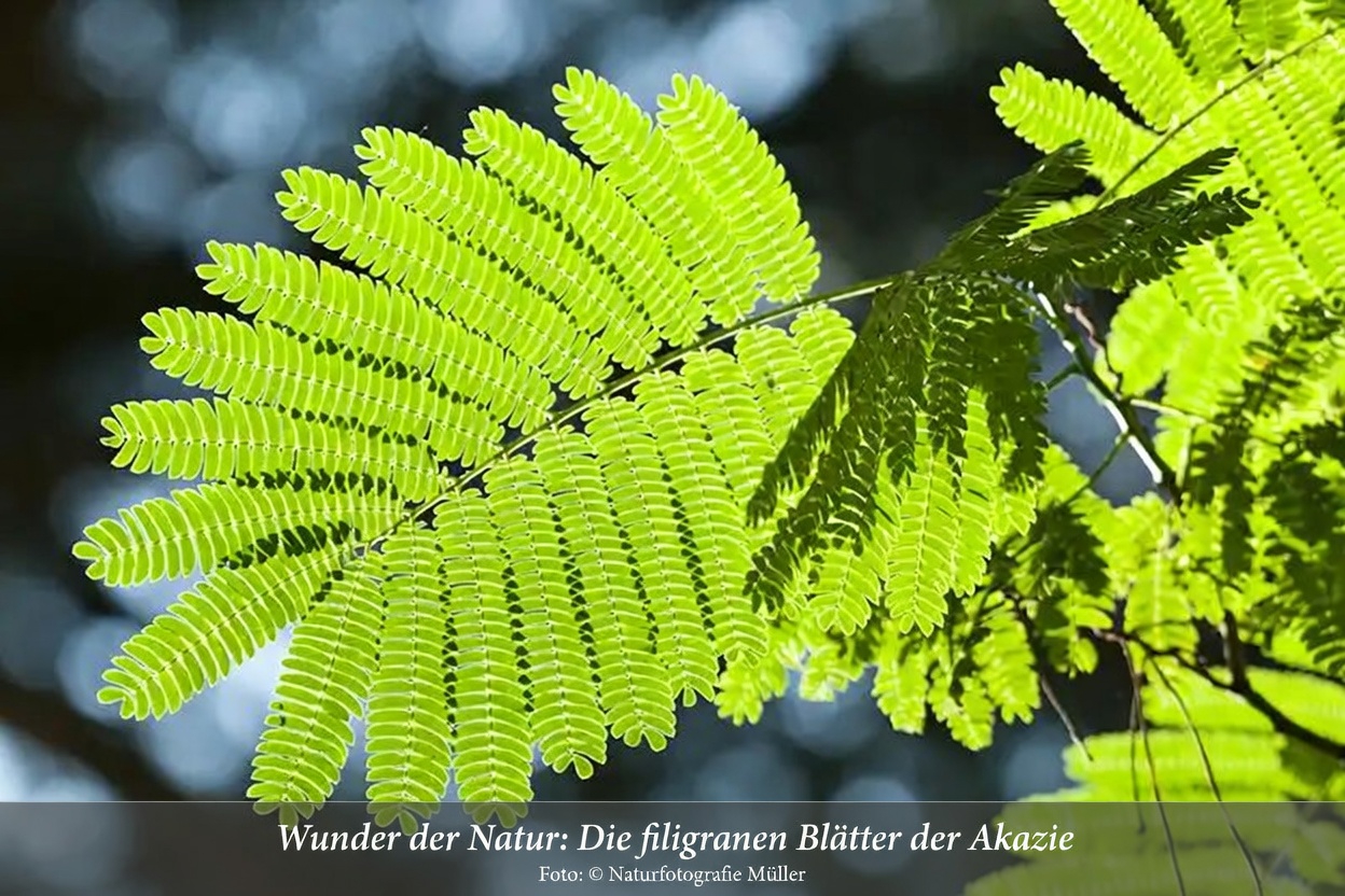 Albizia julibrissin: Die Vorteile von Rinde, Blüten und Blättern entdecken