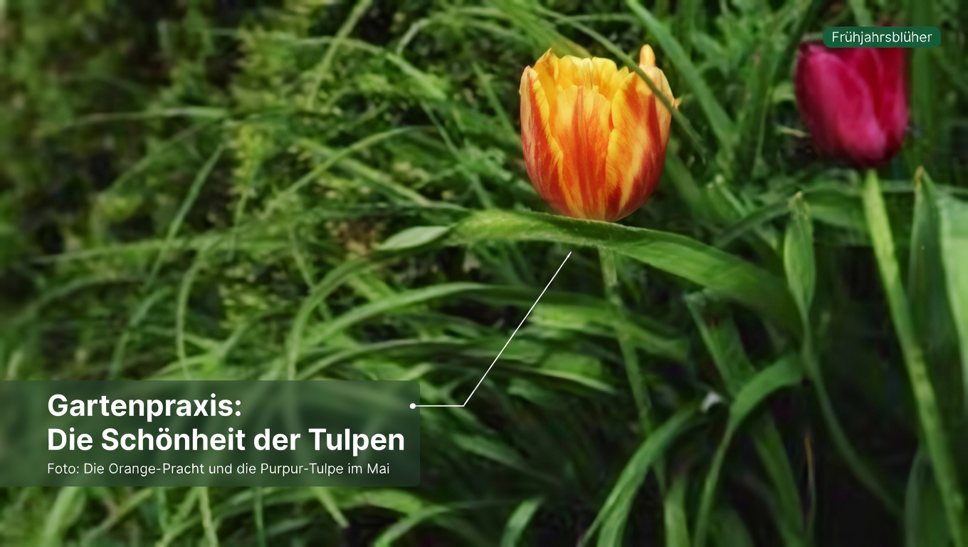 Weißklee (Trifolium repens): 15 Vorteile und hausgemachte Anwendungen