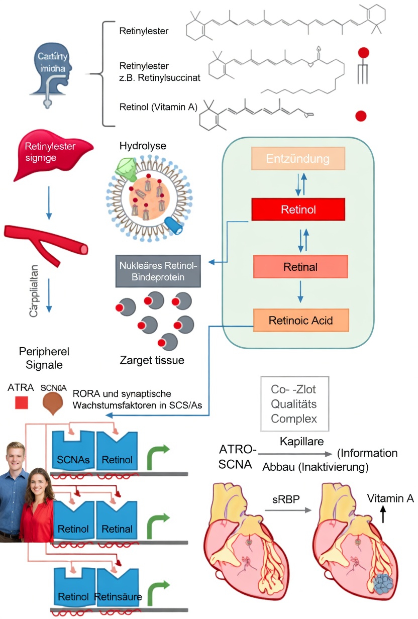 Was ist Vitamin A und warum ist es wichtig für den Kreislauf?