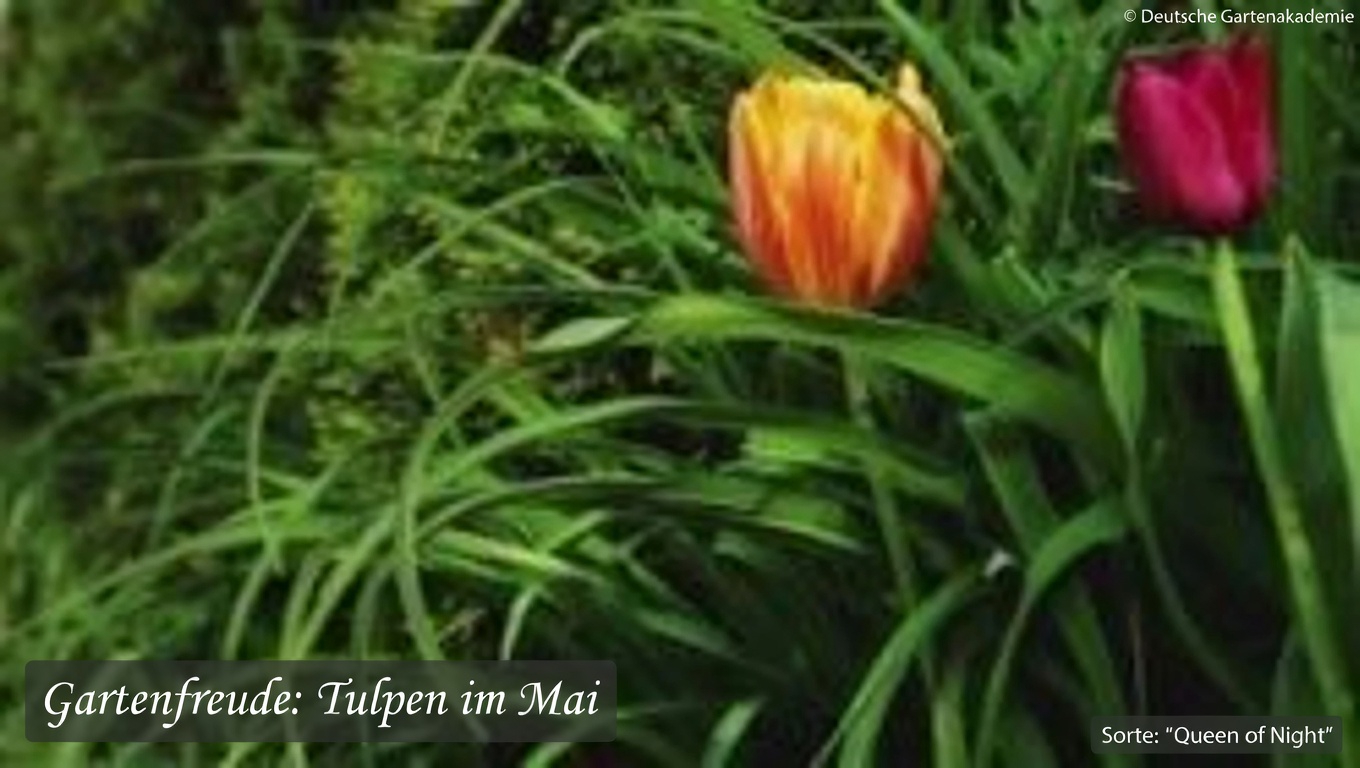 Täglich Nelken kauen: Eine kleine Gewohnheit mit enormen gesundheitlichen Vorteilen