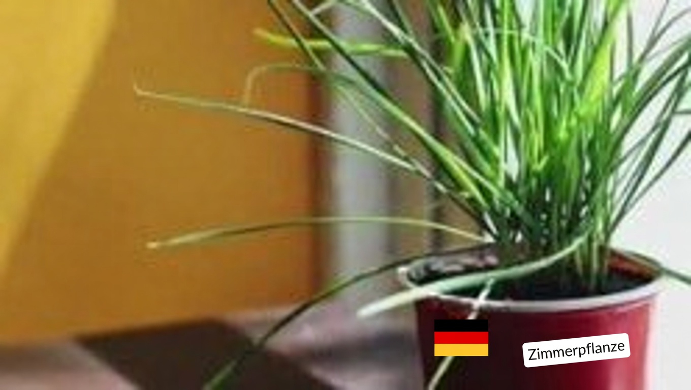 Entdecken Sie die überraschenden Vorteile, ein Lorbeerblatt in Ihre Socken zu legen