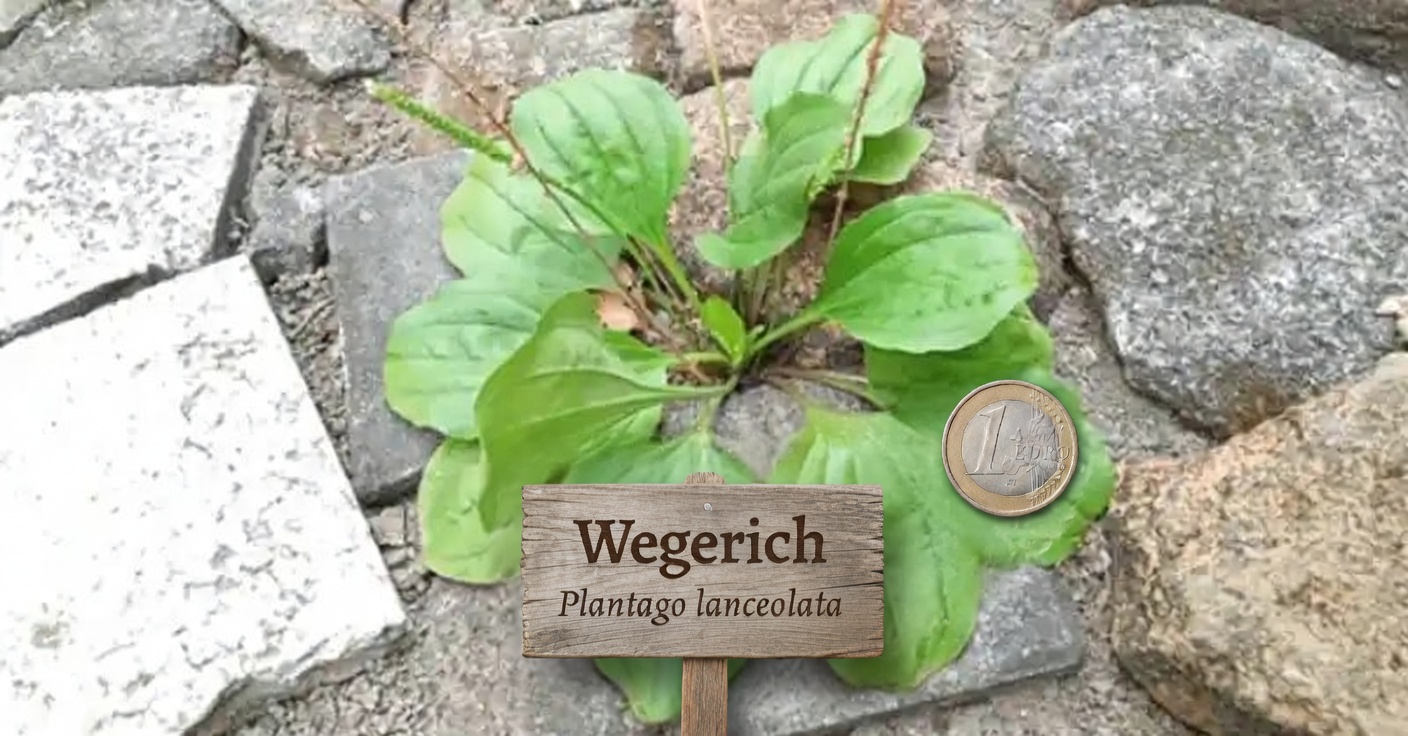 30 Unglaubliche Vorteile des Breitwegerichs (Plantago major)