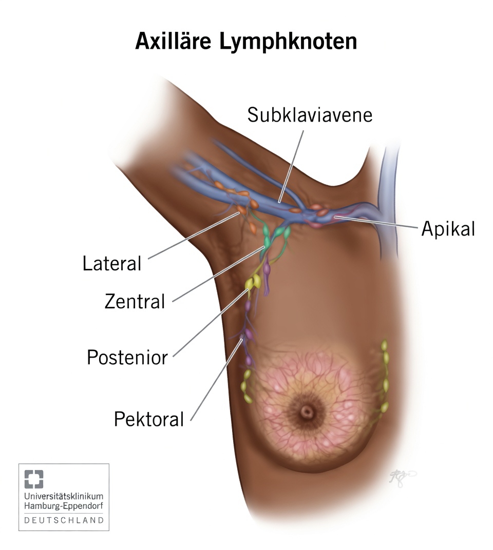 Achsellymphknoten erklärt: Mit alltäglichen Gewohnheiten, die Ihrem Oberkörper ein leichteres und gestütztes Gefühl geben