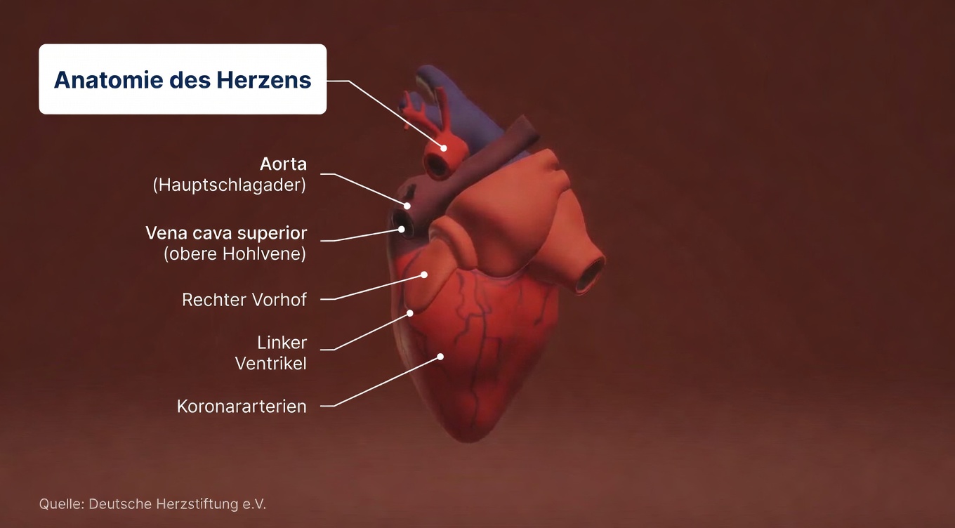 Das natürliche Antibiotikum, das schon nach wenigen Anwendungen bei Blasen- und Niereninfektionen hilft