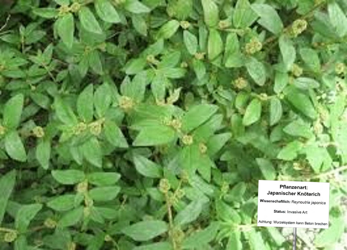 Entdecken Sie die überraschenden potenziellen Vorteile der großblättrigen Seidenpflanze für das tägliche Wohlbefinden