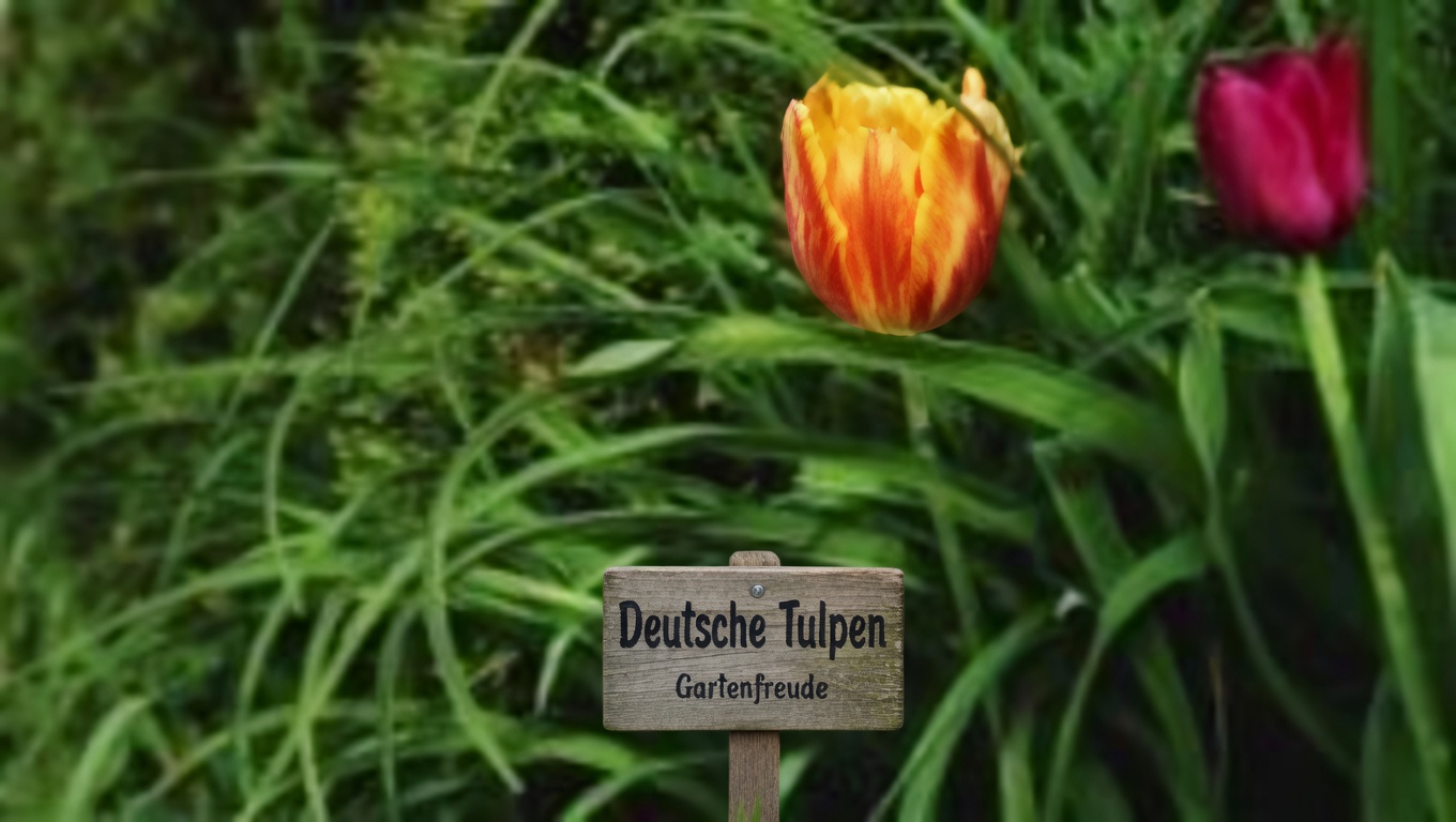 Die Steinbrecher-Pflanze: Natürliches Mittel gegen Nierensteine