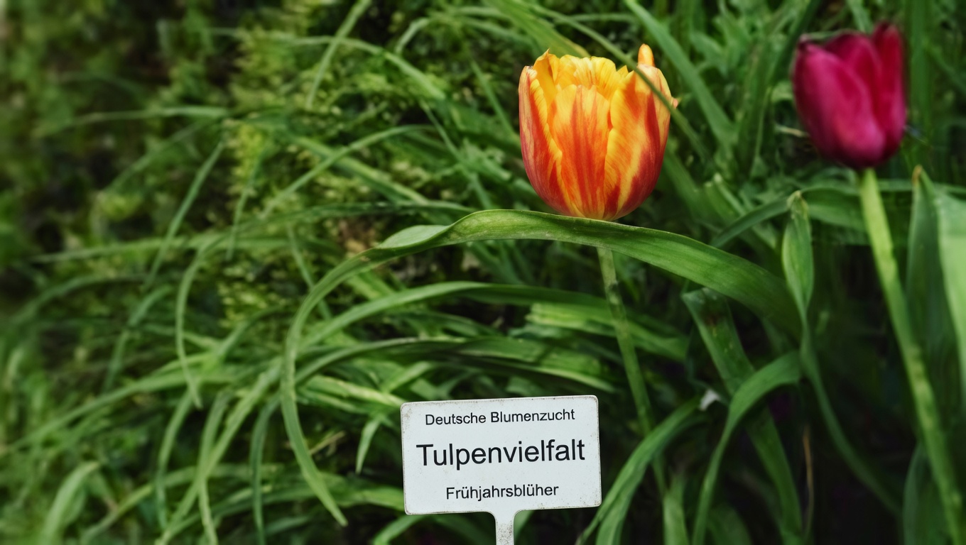 Hartnäckiges Gras: 10 erstaunliche Vorteile & Nebenwirkungen