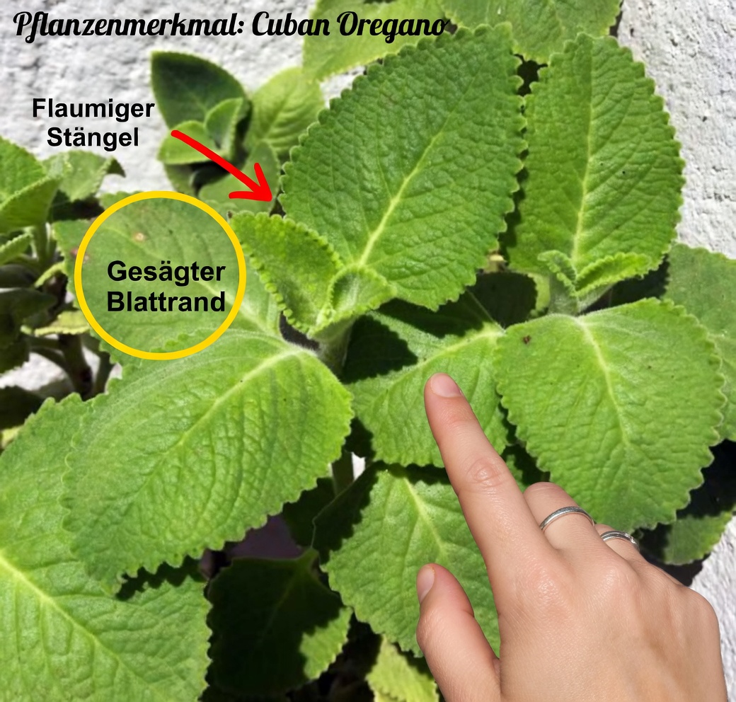 13 gesundheitliche Vorteile von Oregano Orejón und wie man ihn verwendet