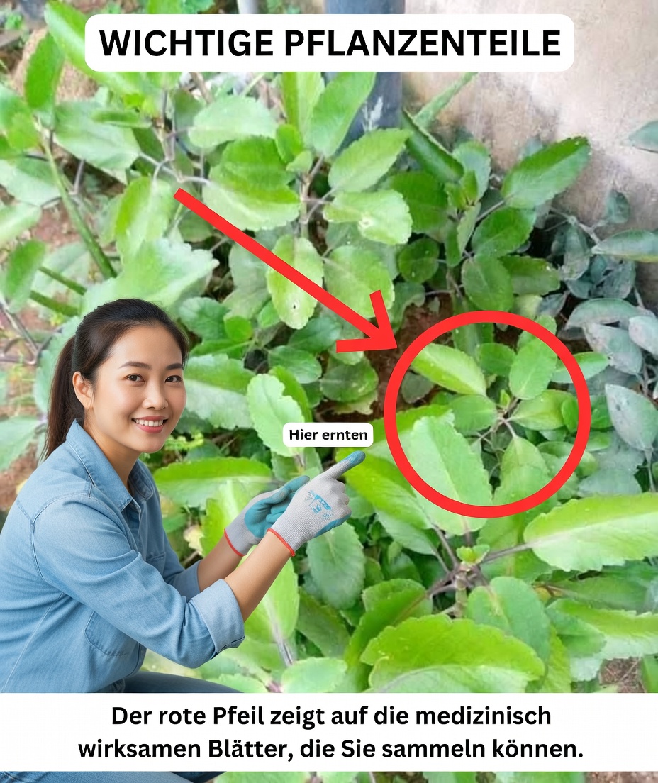 Kalanchoe pinnata – Das Wunderkraut für die Gesundheit