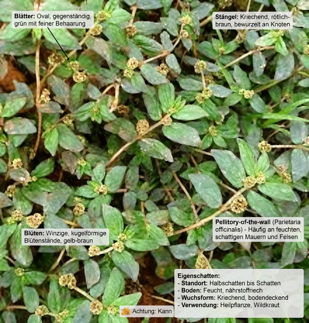 Erforschung natürlicher, pflanzlicher Ansätze zur Unterstützung der Hautgesundheit: Was Menschen über dieses häufige Unkraut sagen