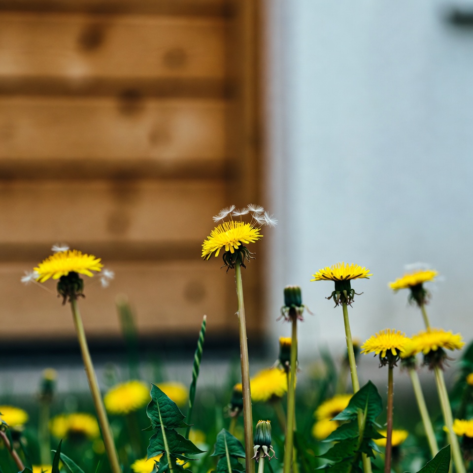 đż Löwenzahn: Das Wunderkraut mit 40 kraftvollen Gesundheitsvorteilen