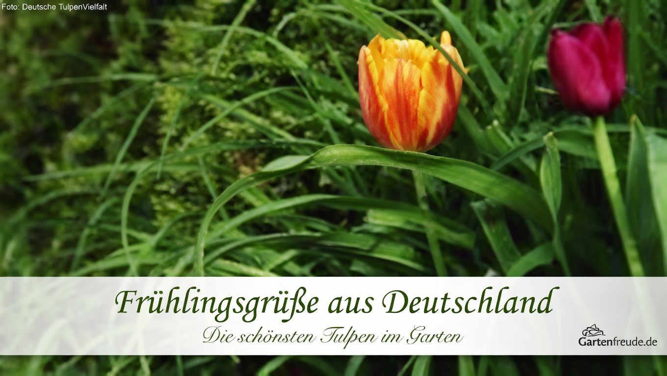 Warum Sie Portulak in Ihrem Garten willkommen heißen sollten: 8 überzeugende Gründe