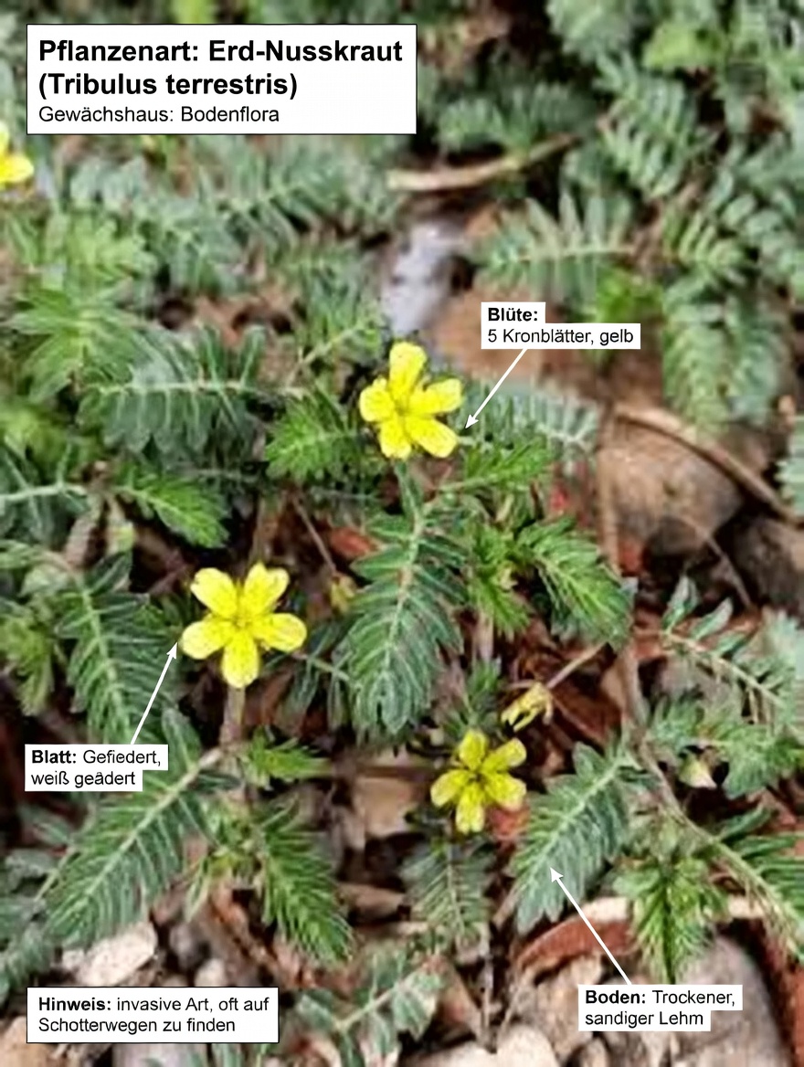 Was ist Goat’s Head (Tribulus terrestris) und warum reden Paare darüber?