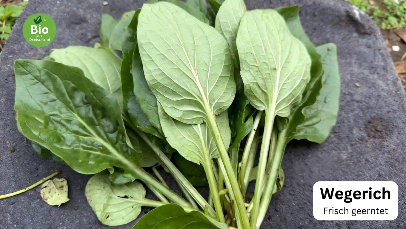 Entdecke das alltägliche Wunder des Breitwegerichs: Eine gewöhnliche Pflanze mit überraschenden traditionellen Anwendungen