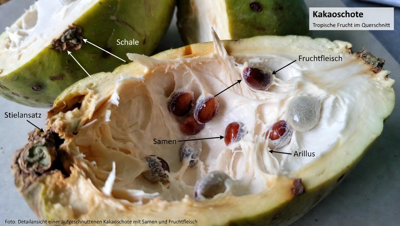 Cherimoya: 10 einfache Möglichkeiten, diese cremige Tropenfrucht für besseren Antioxidantienschutz im höheren Alter zu nutzen