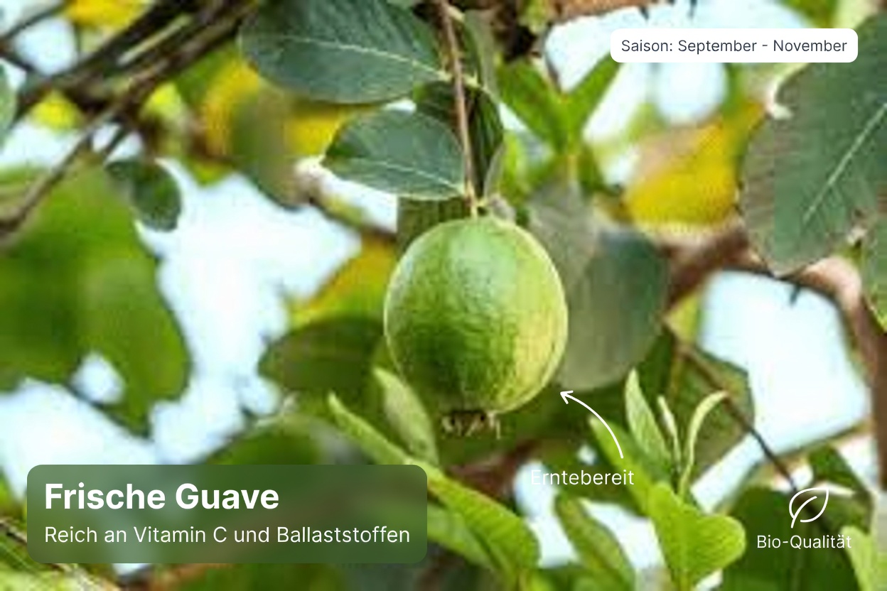 Natürliche Möglichkeiten zur Unterstützung der Augengesundheit mit Guave: Ein einfacher Leitfaden