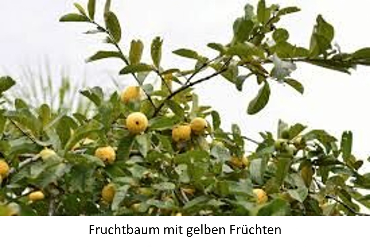 Natürliche Möglichkeiten zur Unterstützung der Augengesundheit mit Guave: Ein einfacher Leitfaden