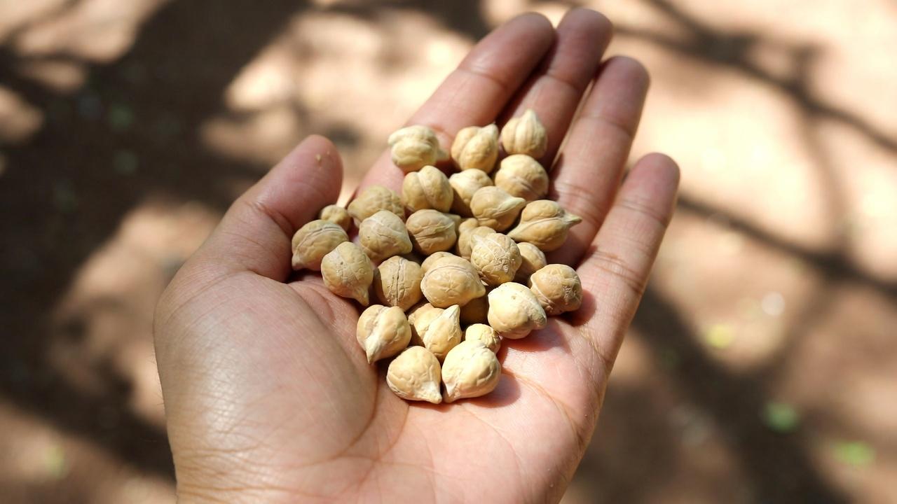 Senioren: 6 Proteine, die Sie einschränken sollten, und 4 sicherere Alternativen bei Nierenproblemen