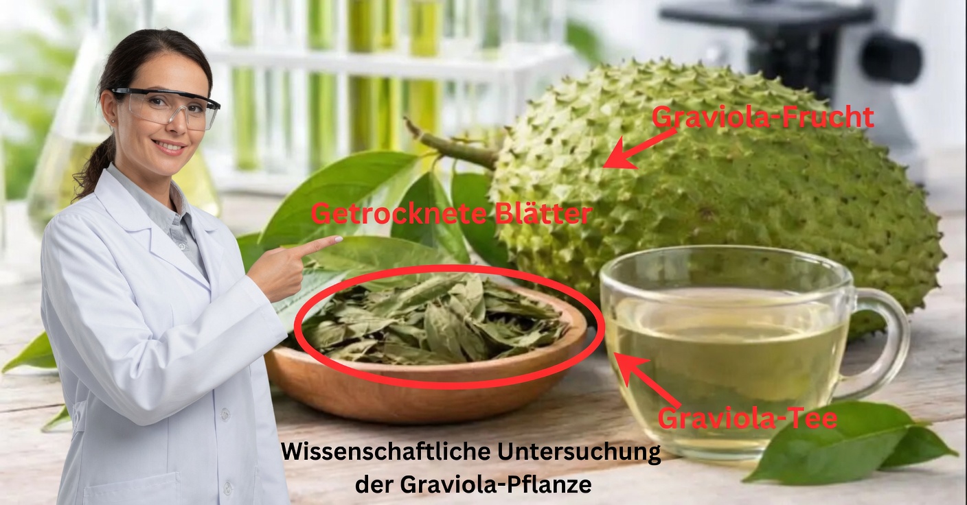 Guanábana und Krebs: Mythen und was die Wissenschaft sagt