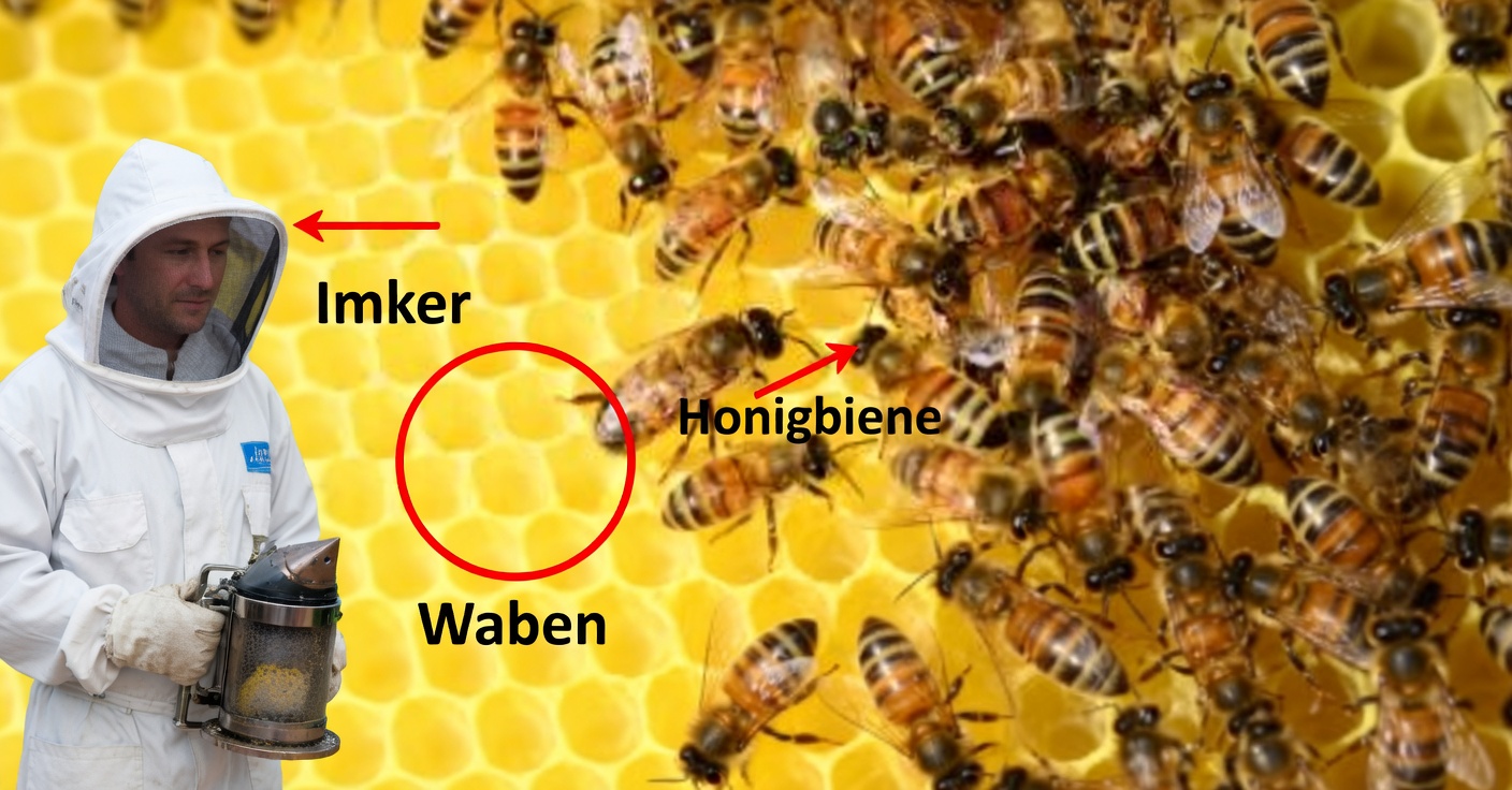 Hausmittel mit Honig zur Verbesserung deiner Gesundheit