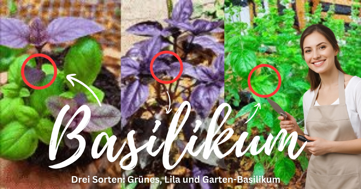 Violettes Basilikum: Eigenschaften und 3 medizinische Anwendungen