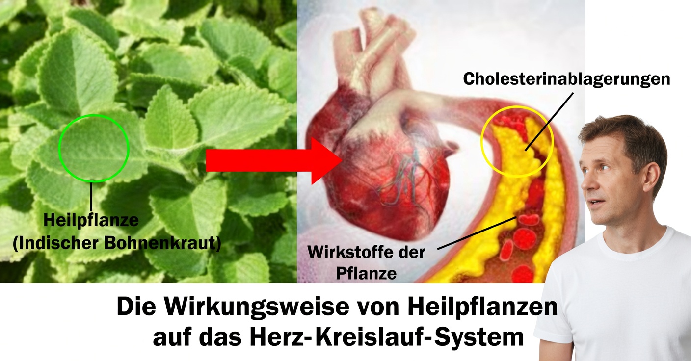 Hausmittel gegen Triglyceride: Senken Sie den Cholesterinspiegel mit Ingwer, Polei-Minze und Zimt