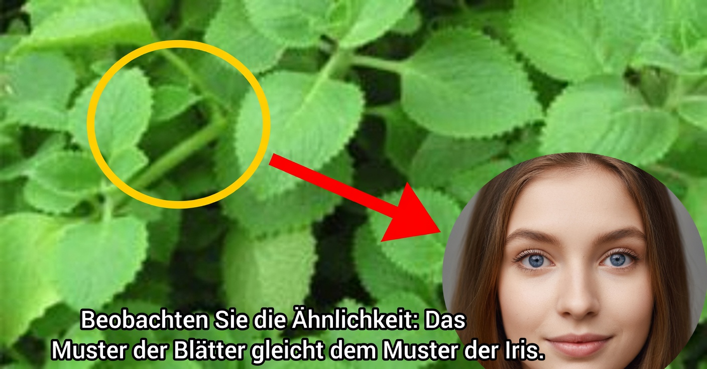 Großblättriger Oregano für die Sehkraft: Heilmittel für die Augengesundheit