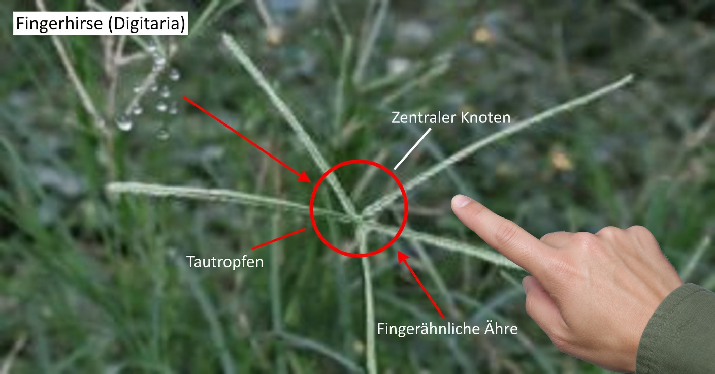 Gänsekraut: Eigenschaften, Vorteile und Hausmittel für 25 Beschwerden